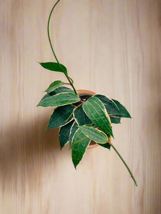 Variegated Hoya 'Macrophylla'