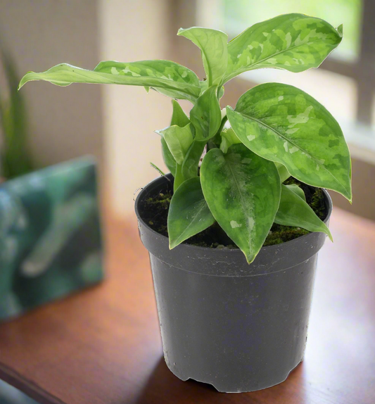 Aglaonema Pictum Green Tri Color