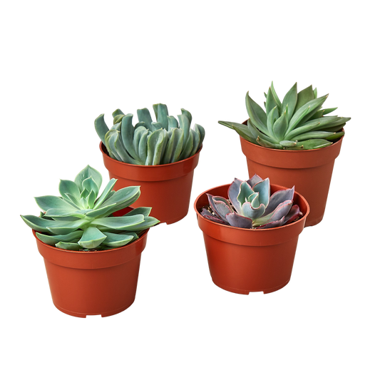 4 Echeveria Succulent Variety Pack - 4.0" Pot