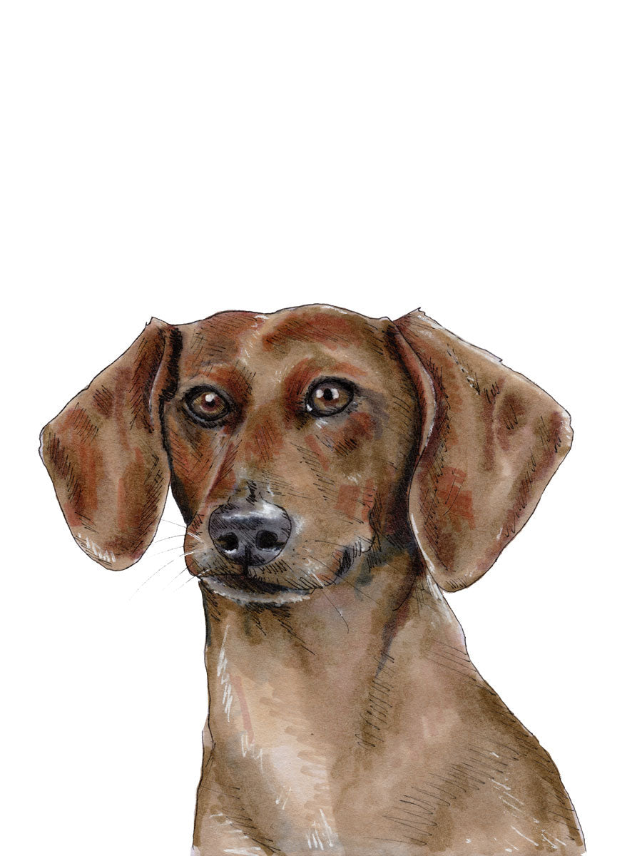 The Dachshund - Open Edition Paper Print