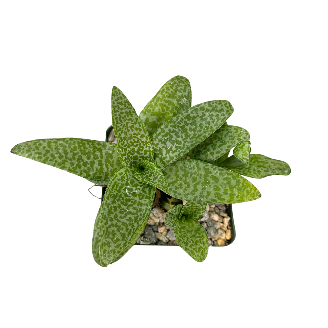 Ledebouria Socialis Silver Squill