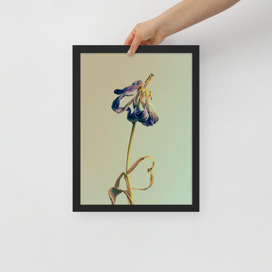 Devin Syr Framed Poster; Dancing Tulip