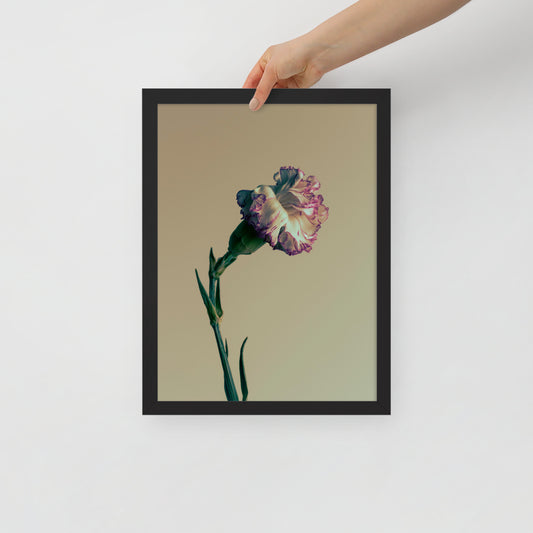 Devin Syr Framed Poster; Light Kissed Carnation