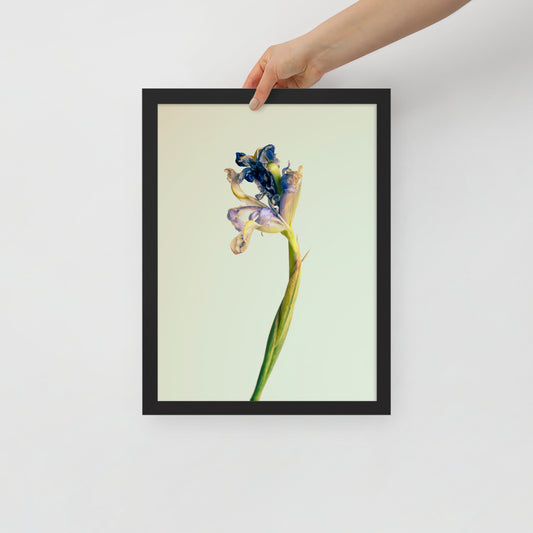 Devin Syr Framed Poster; Leaning Iris