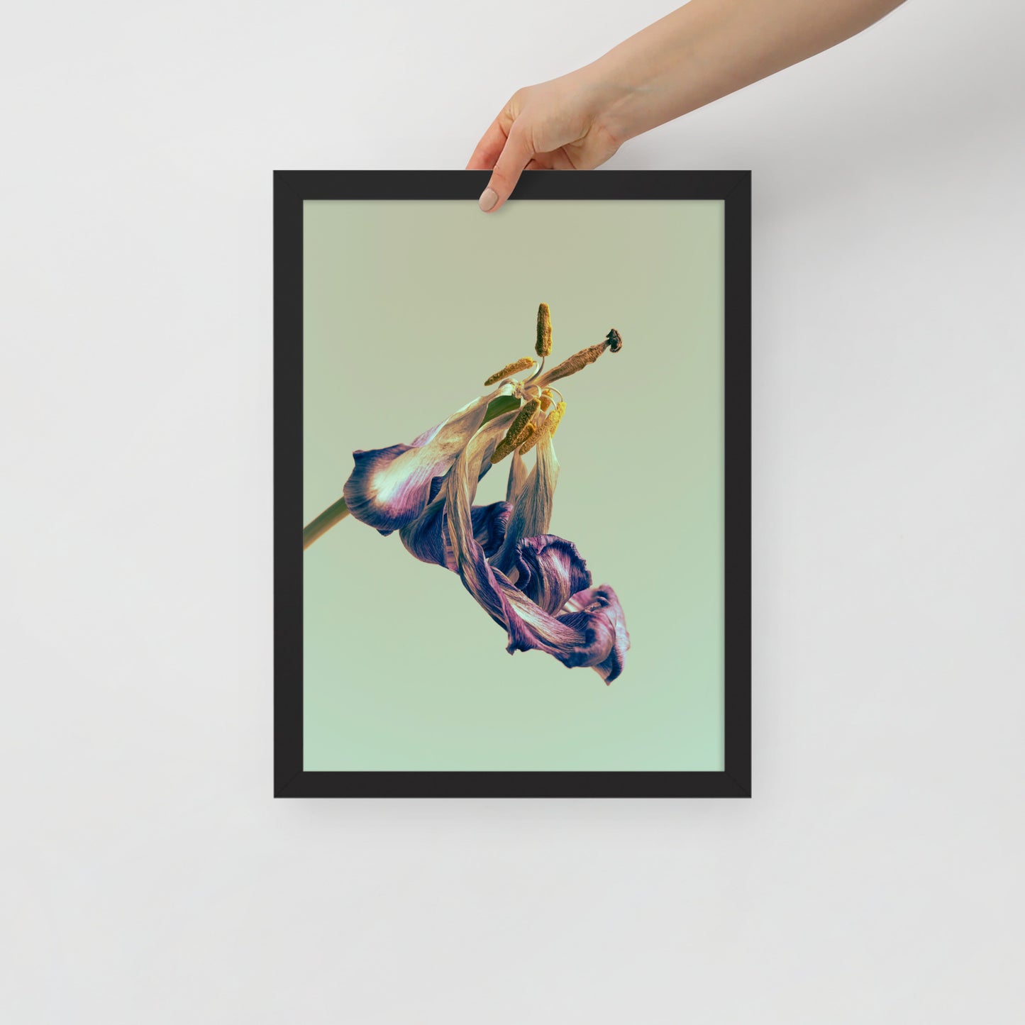 Devin Syr Framed Poster; Aged Tulip