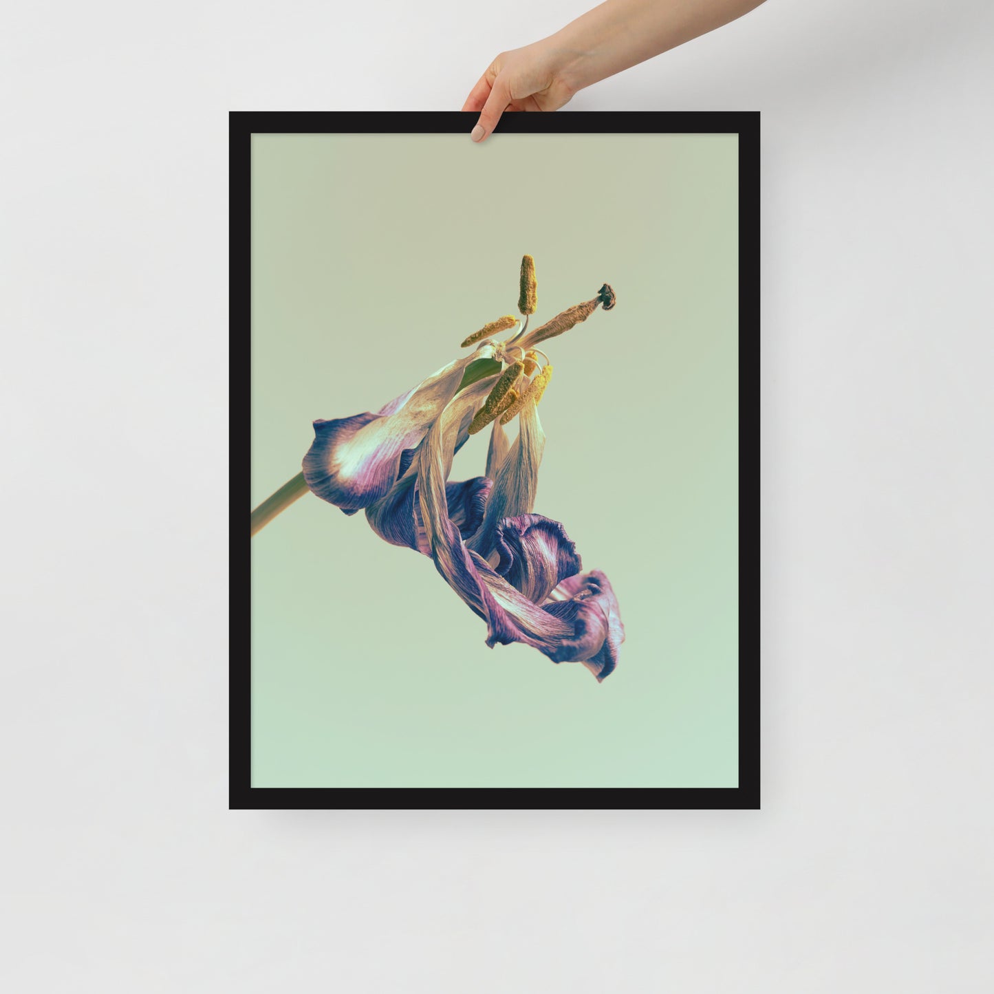 Devin Syr Framed Poster; Aged Tulip