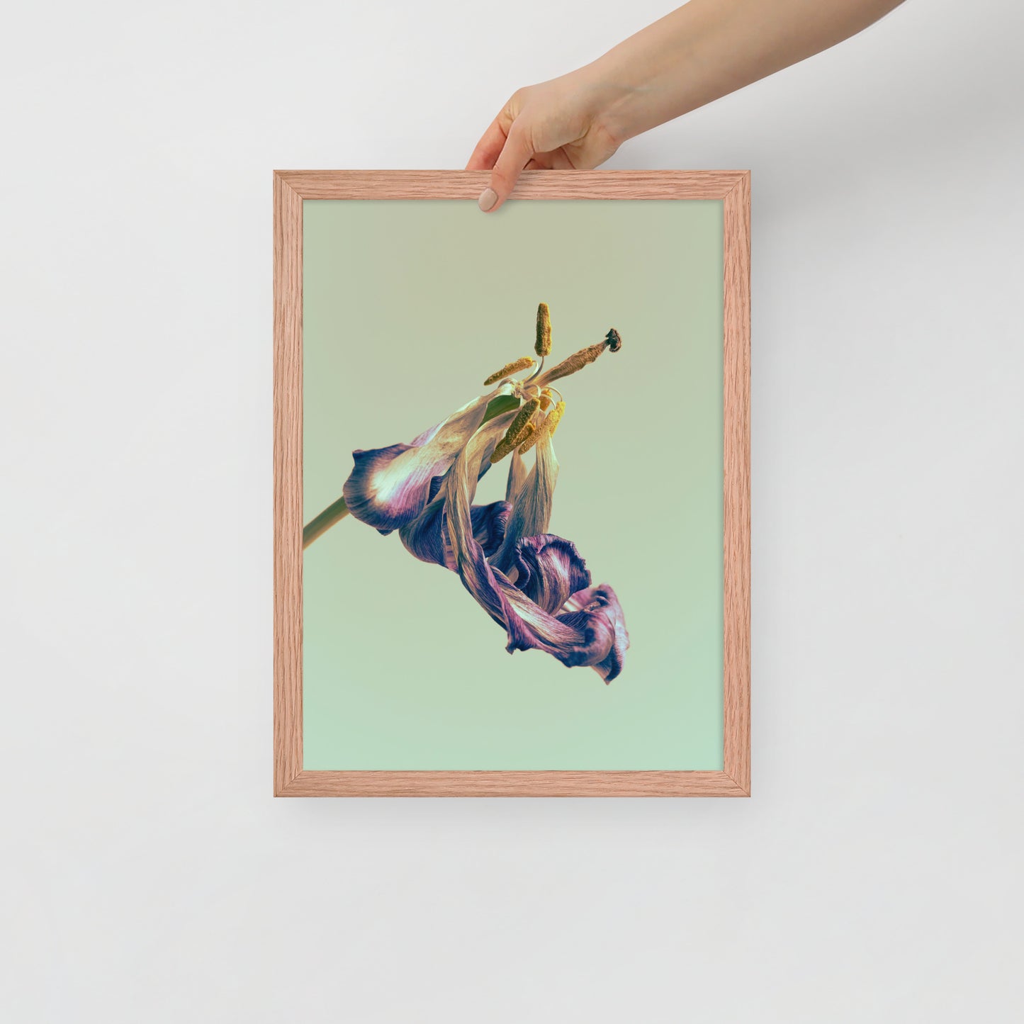 Devin Syr Framed Poster; Aged Tulip