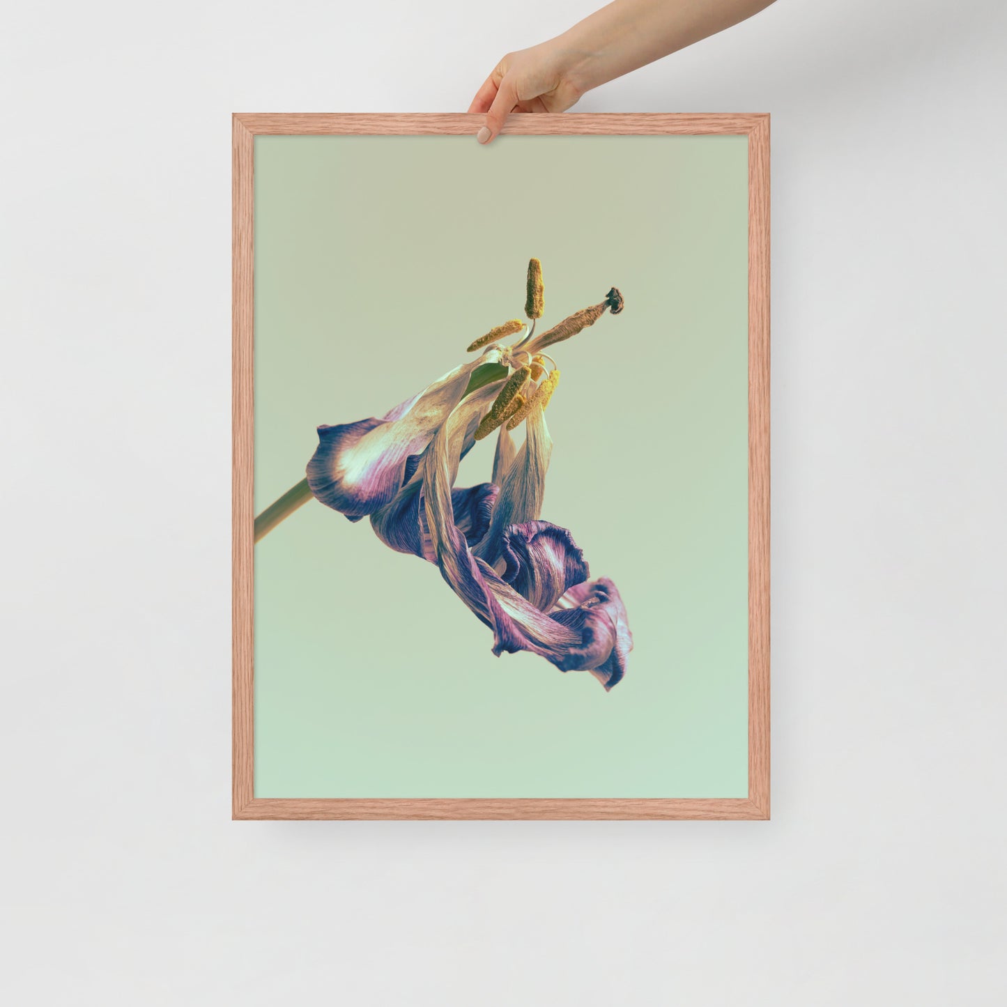 Devin Syr Framed Poster; Aged Tulip