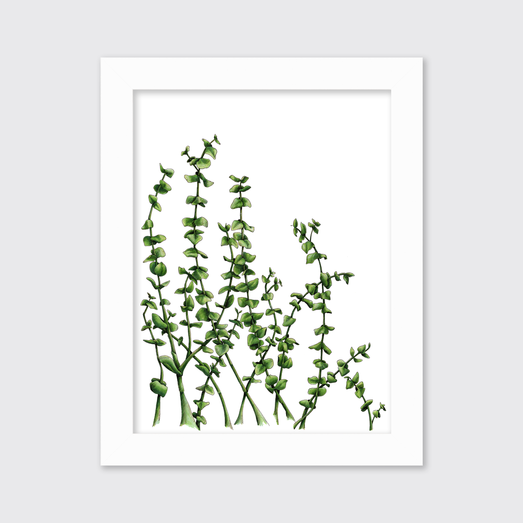 Eucalyptus - Limited Edition Paper Print