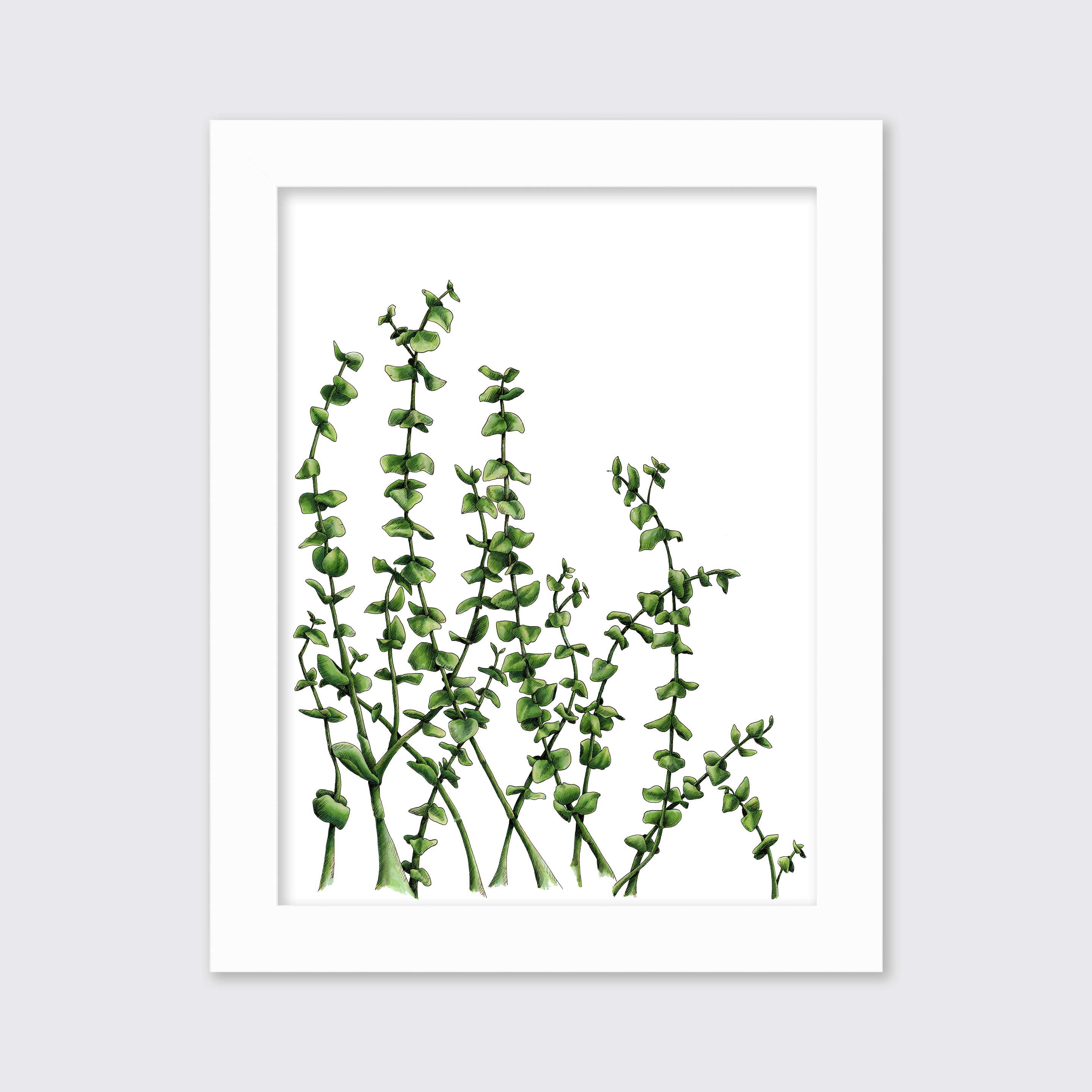 Eucalyptus - Limited Edition Paper Print