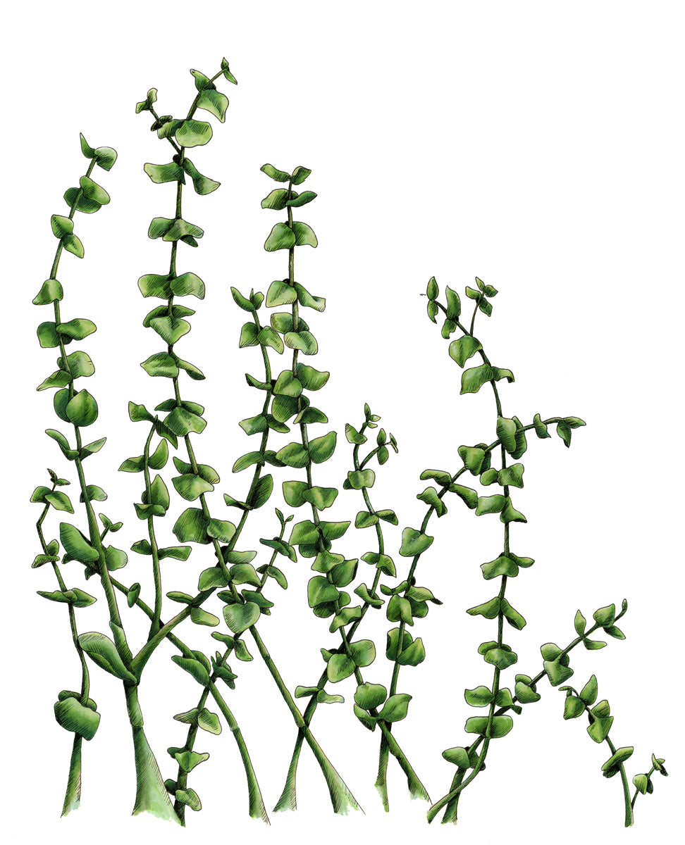 Eucalyptus - Limited Edition Paper Print