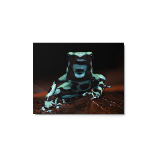 Metal Print; Heaven - Green and Black Poison Dart Frog