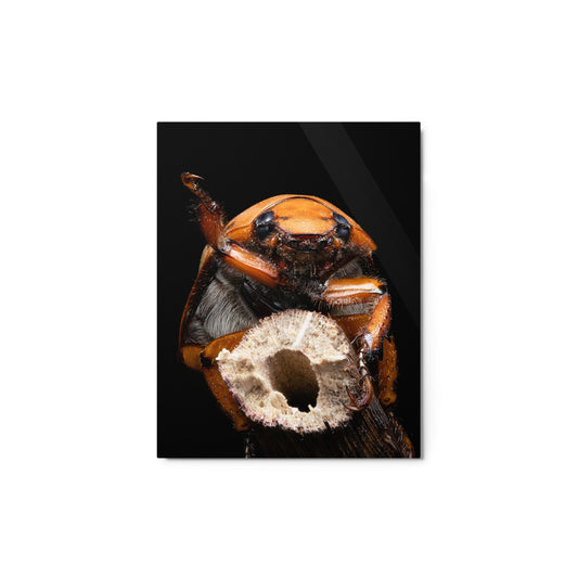 Metal Print; Pura Vida - Beetle