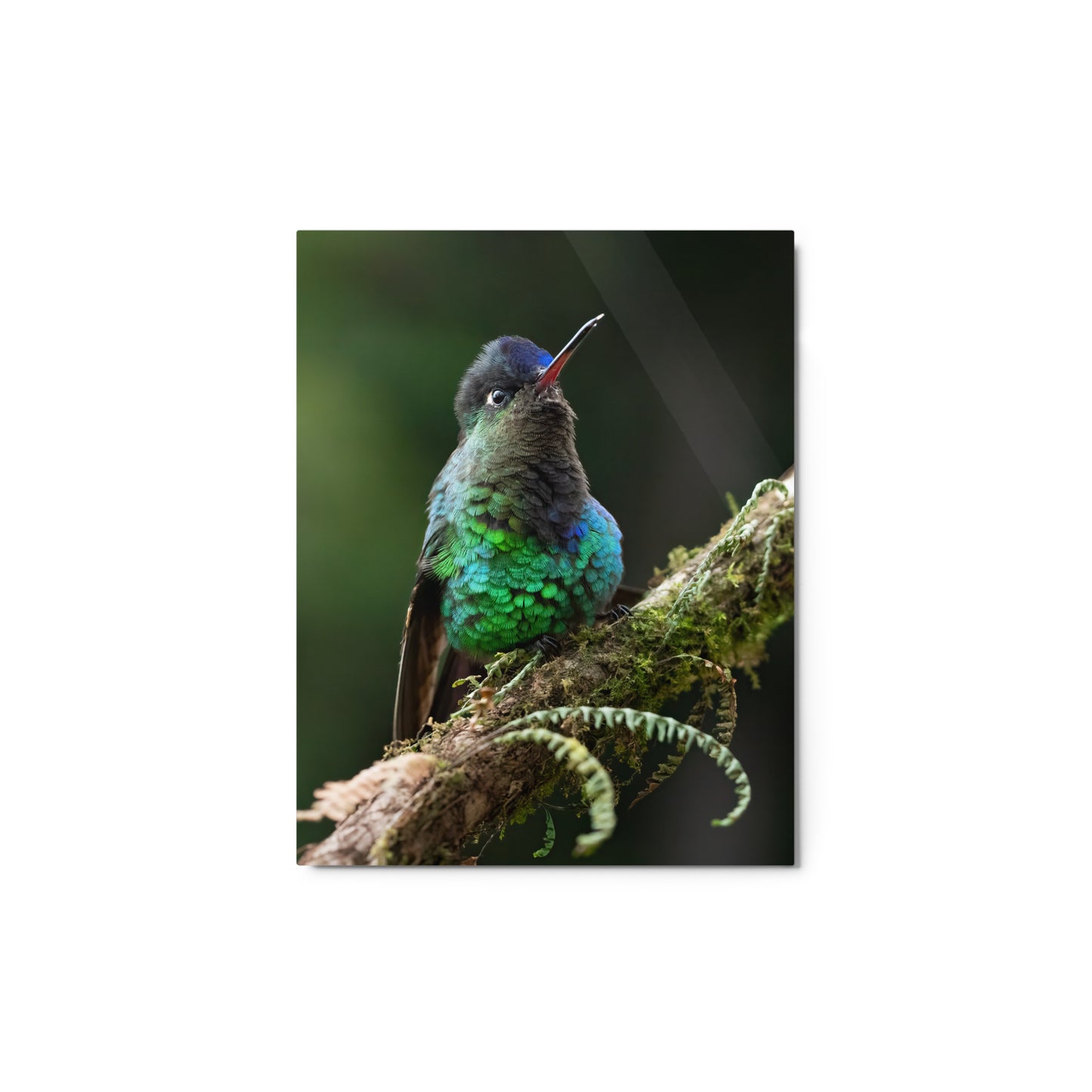 Metal Print; Jewels - Humming Bird