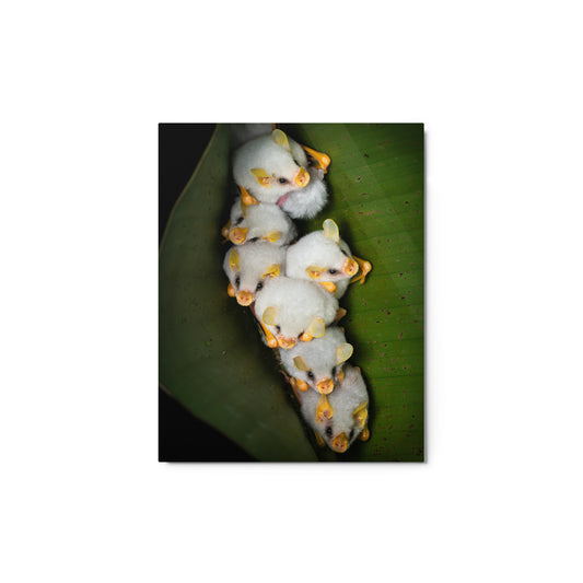 Metal Print; Breathe - Honduran White Bats