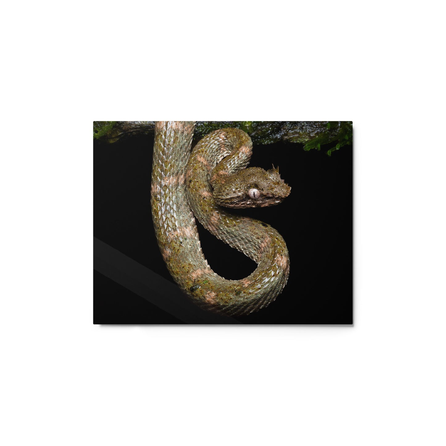 Metal Print; Circumstances - Eyelash Viper