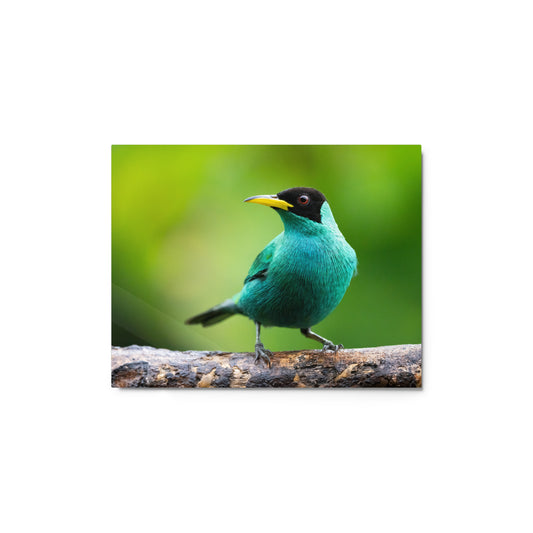 Metal Print; Green Honey Creeper