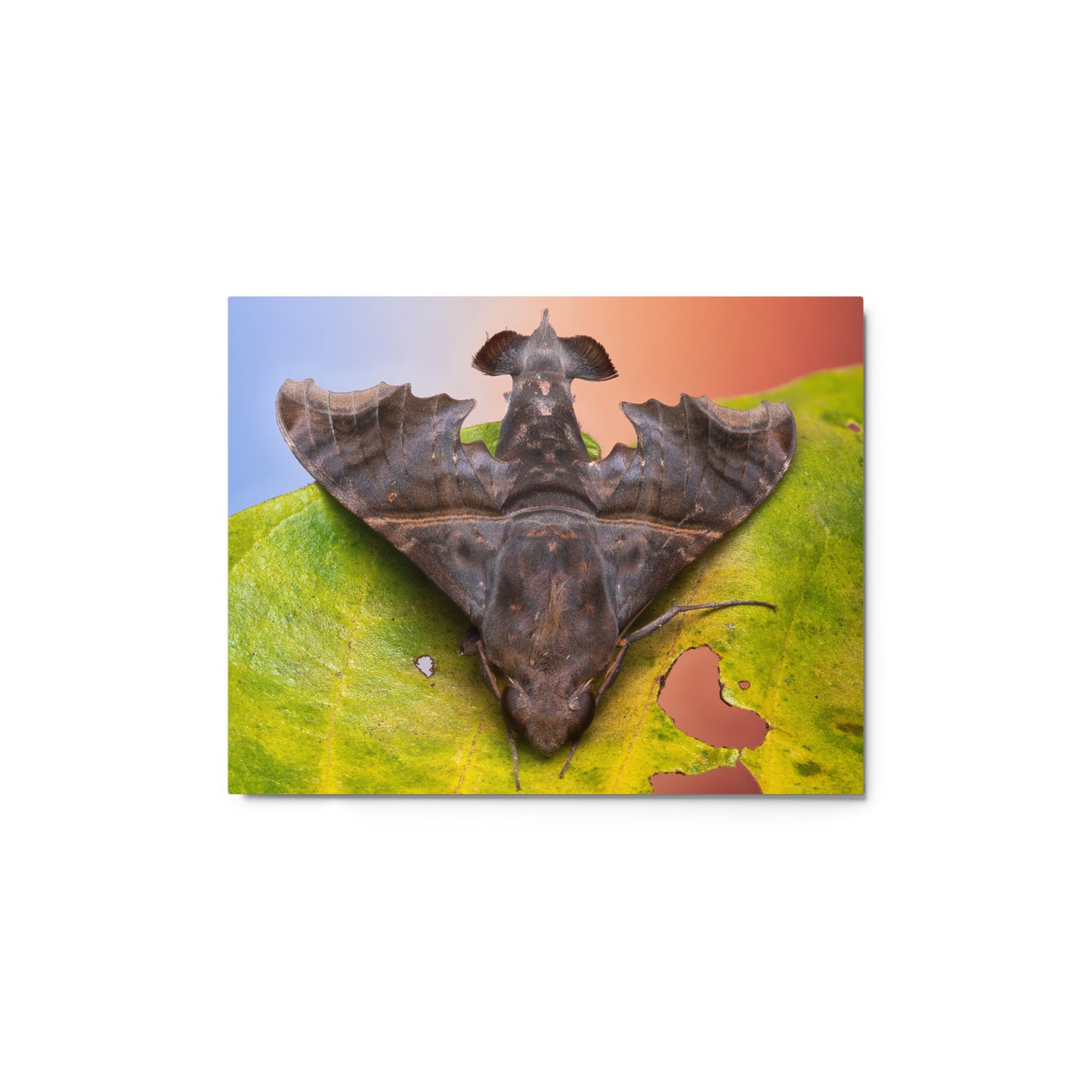 Metal Print; One Divided - Enyo Moth