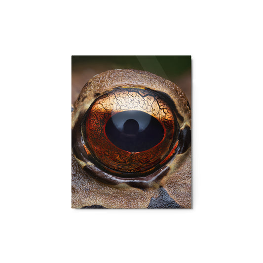 Metal Print; In Your Eyes - Smokey Jungle Frog