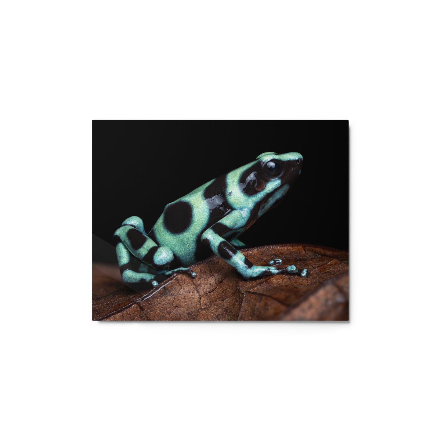 Metal Print; Roundabout - Green and Black Poison Dart Frog