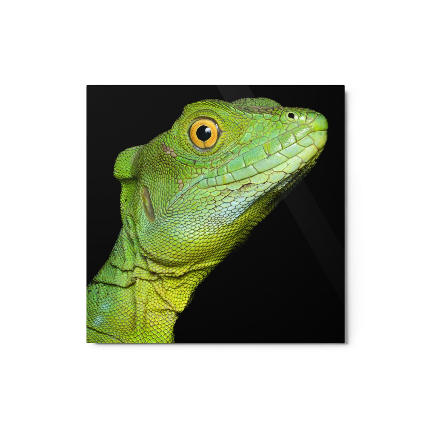 Metal Print; The Basilisk - Female