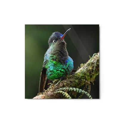 Metal Print; Jewels - Humming Bird