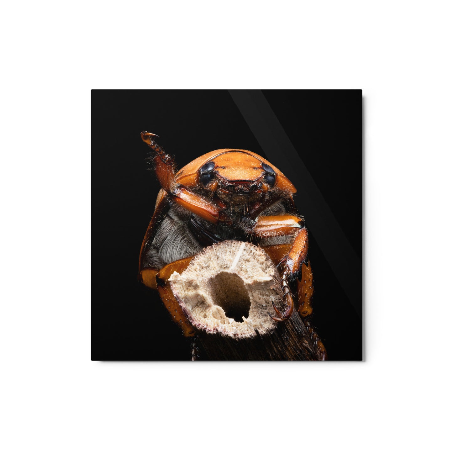 Metal Print; Pura Vida - Beetle