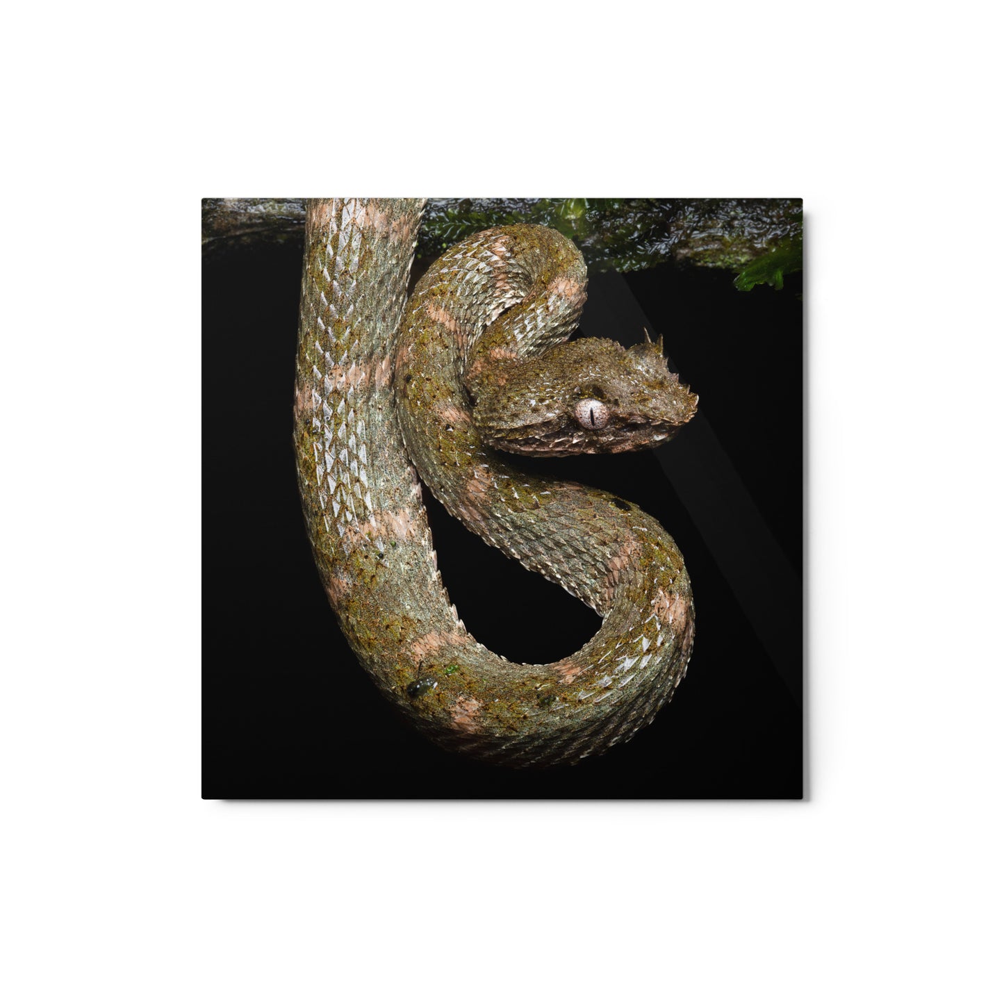 Metal Print; Circumstances - Eyelash Viper