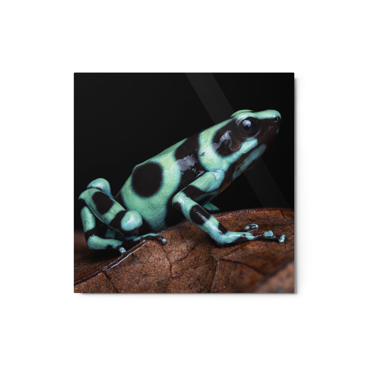 Metal Print; Roundabout - Green and Black Poison Dart Frog