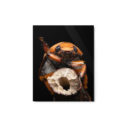 Metal Print; Pura Vida - Beetle