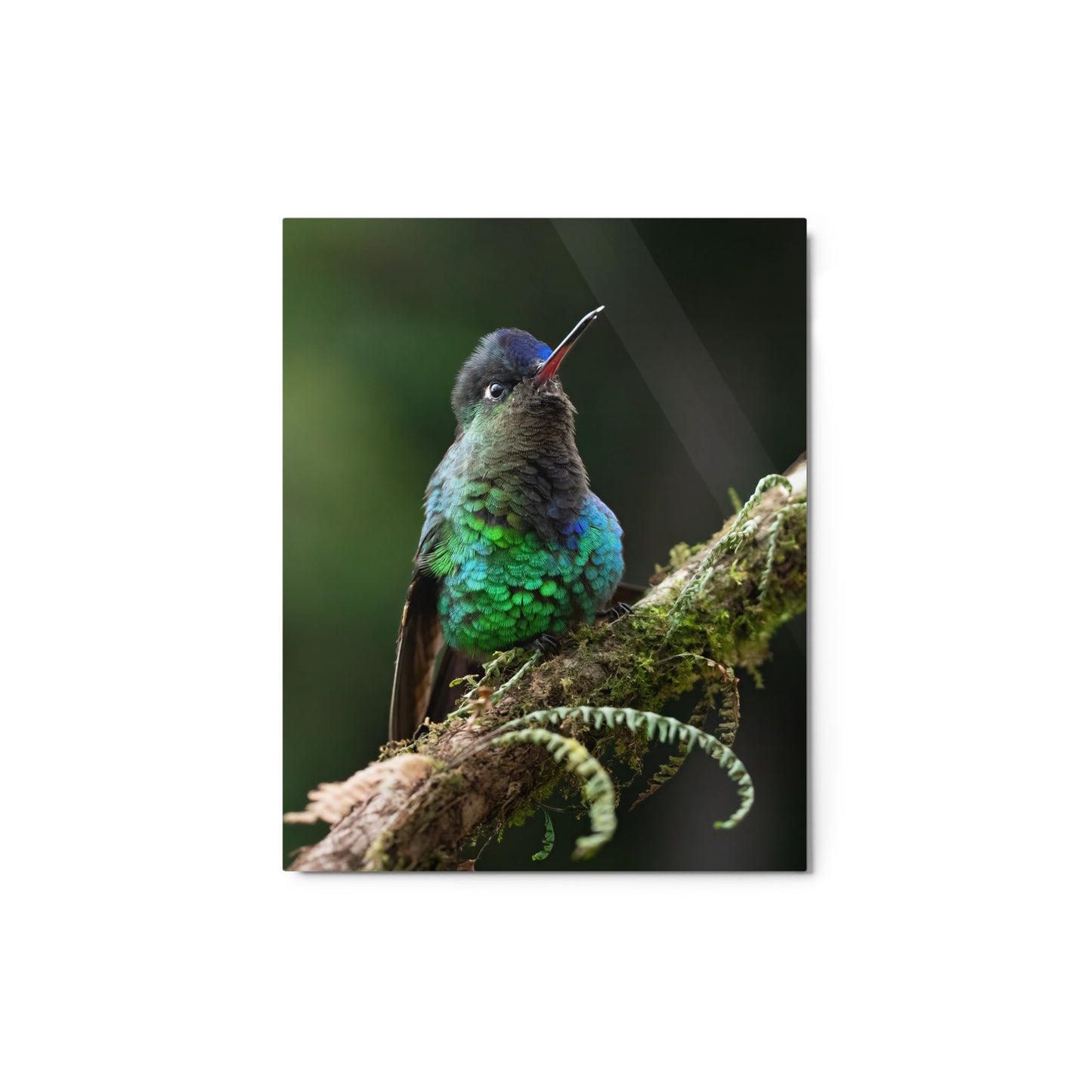 Metal Print; Jewels - Humming Bird