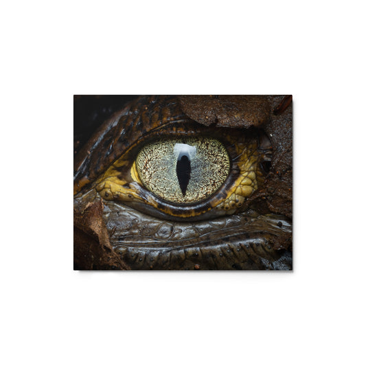 Metal Print: The Caiman Eye - Black Caiman