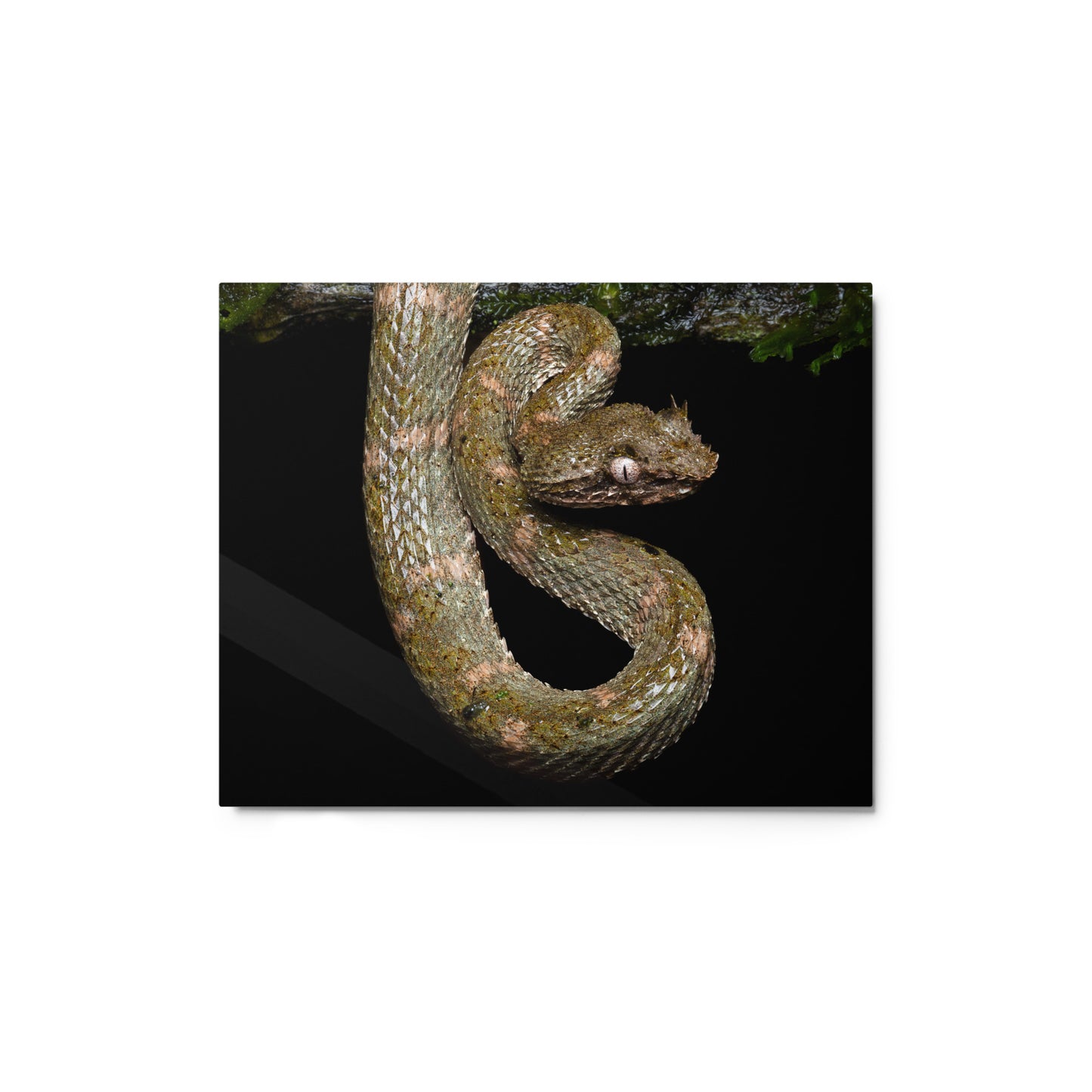 Metal Print; Circumstances - Eyelash Viper