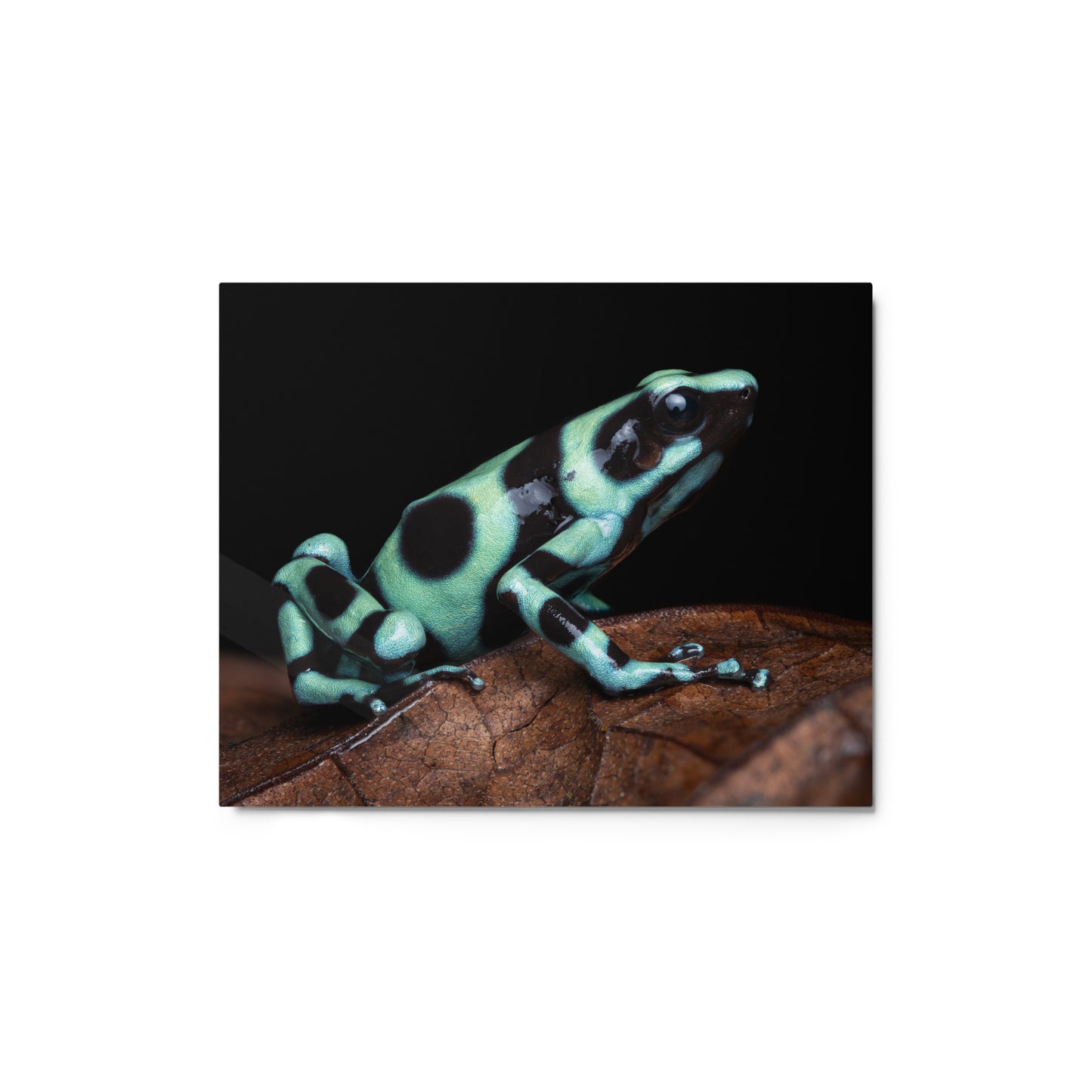 Metal Print; Roundabout - Green and Black Poison Dart Frog