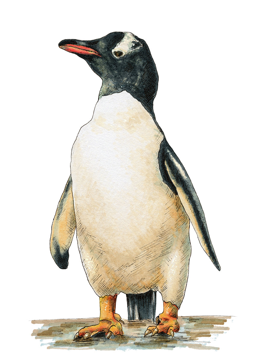 Cool - Open Edition Canvas Print