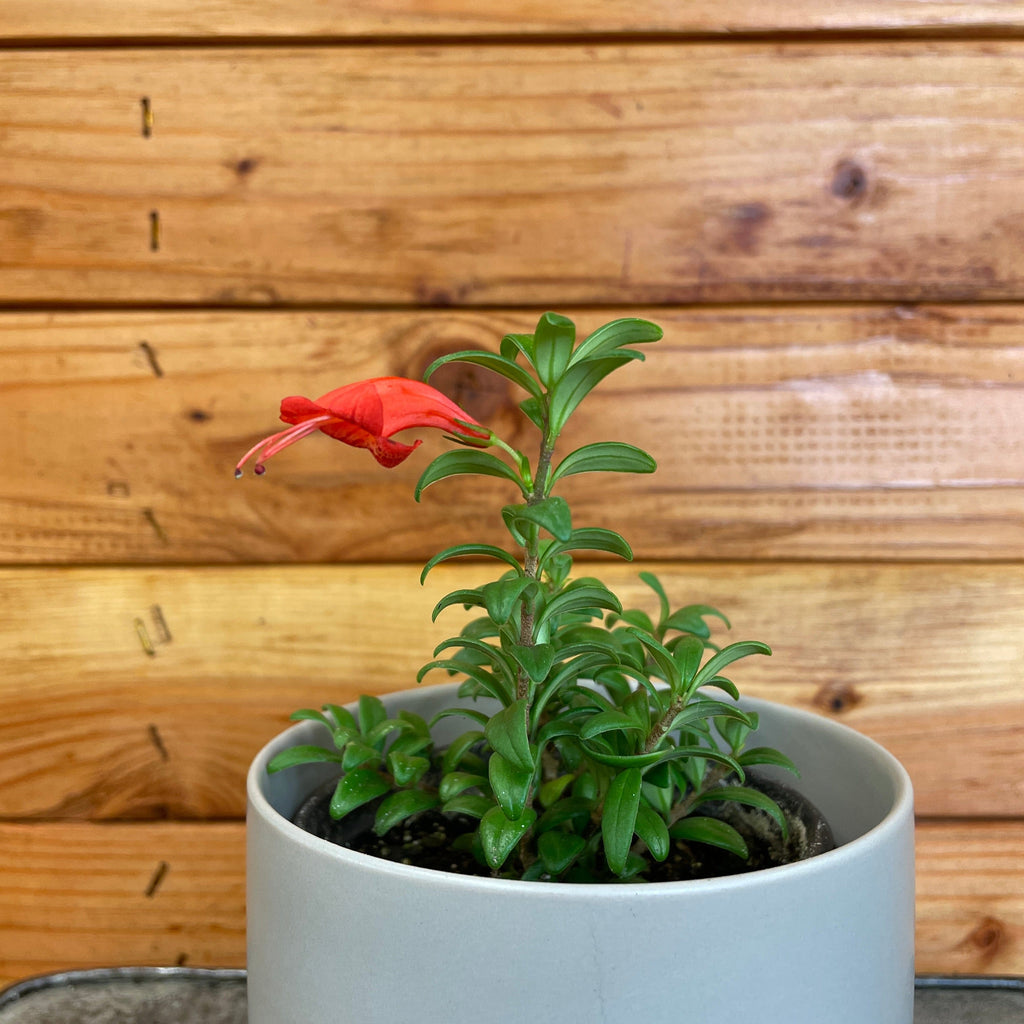 Aeschynanthus Lipstick Buxifolius Box Leaf, 2" Plant