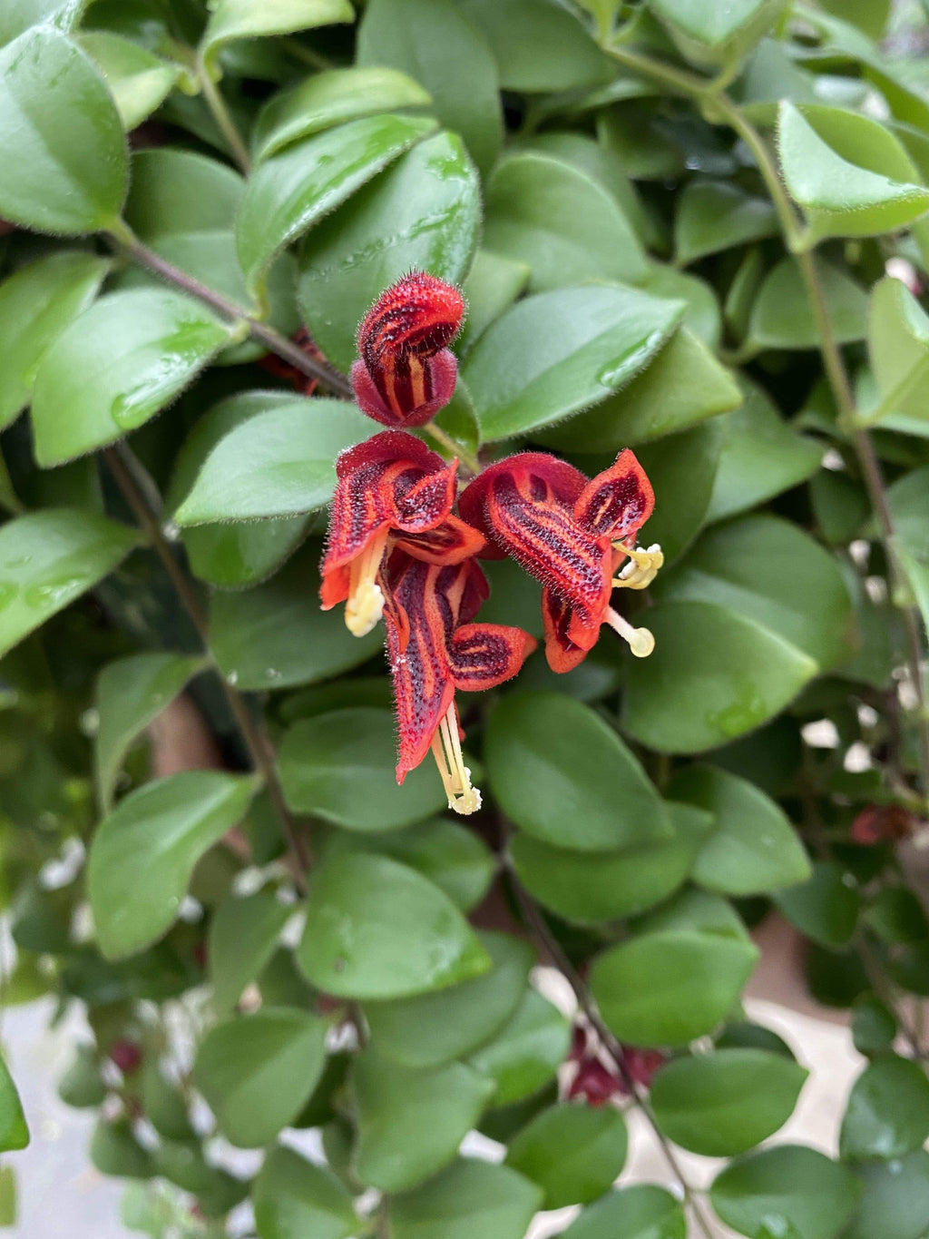 Aeschynanthus Lipstick Tricolor from Borneo, Cuttings x5