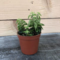 Aeschynanthus Lipstick Twister, 2" Plant