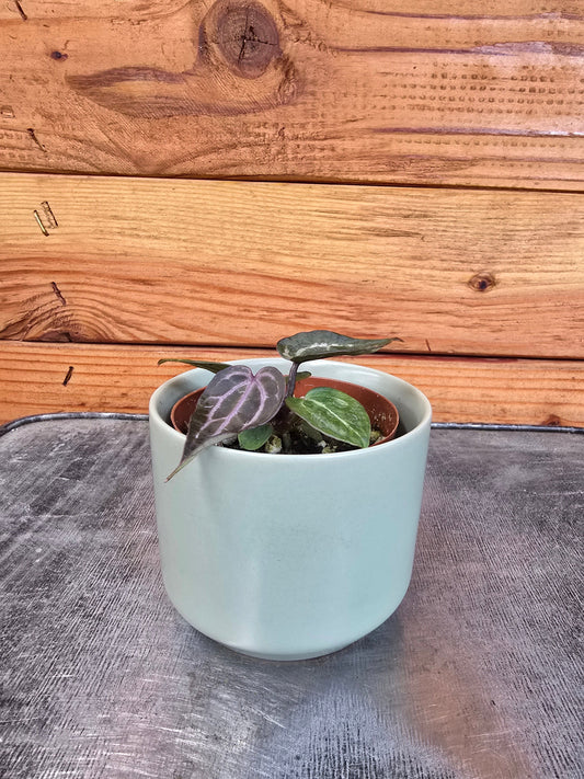 Anthurium Michelle, 2" Plant