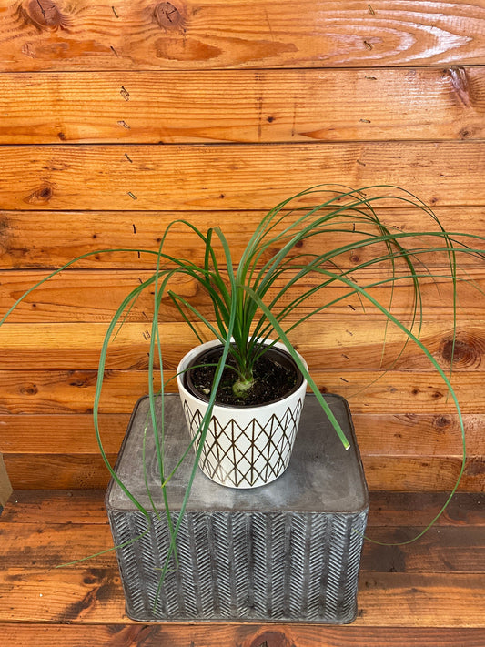 Beaucarnea Recurvata, 6" Plant