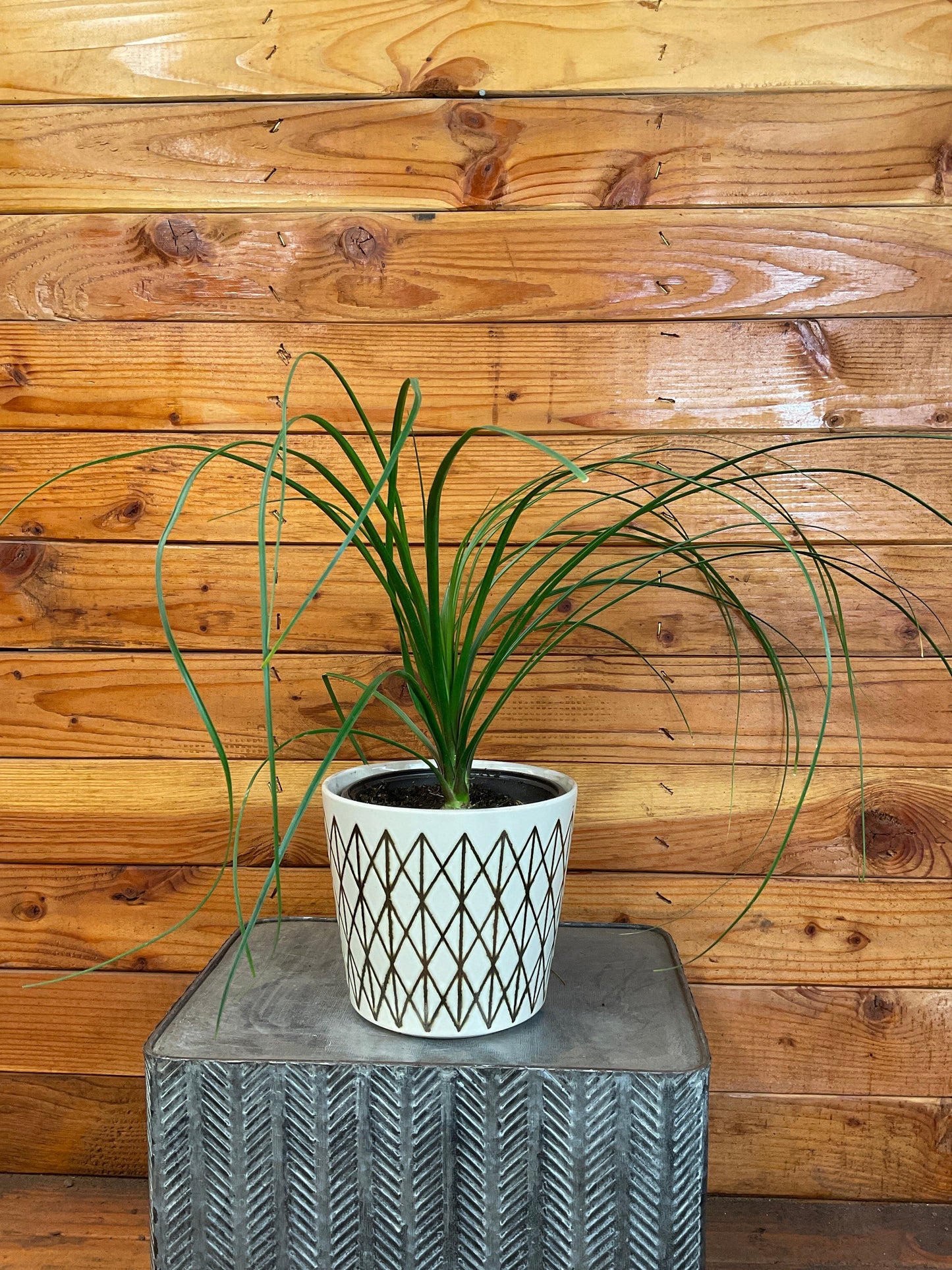 Beaucarnea Recurvata, 6" Plant
