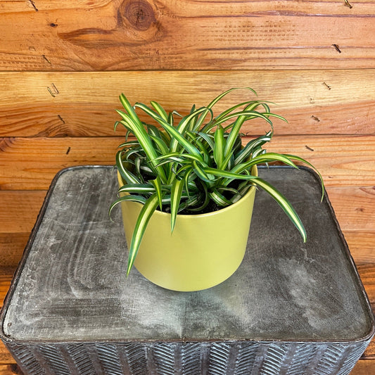 Chlorophytum Atlantic Spider, 4" Plant
