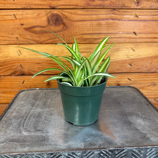 Chlorophytum Variegated Spider, 4" Plant
