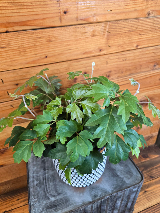 Cissus Oak Leaf Ivy, 6” Plant