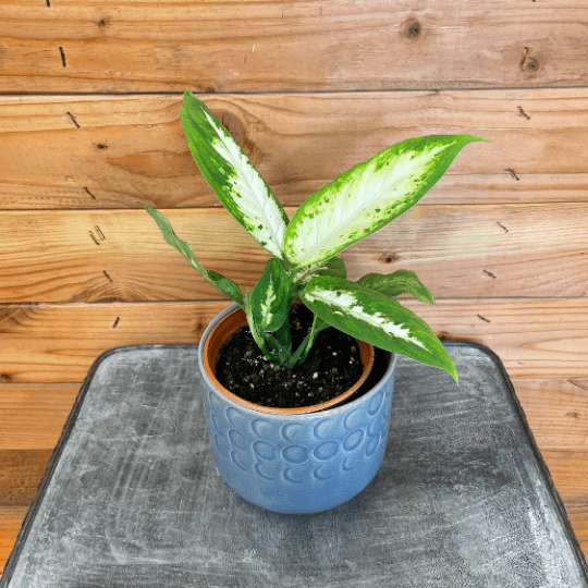 Dieffenbachia Compacta, 4" Plant