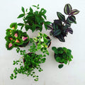 Foliage Gift Box, 4 Pack