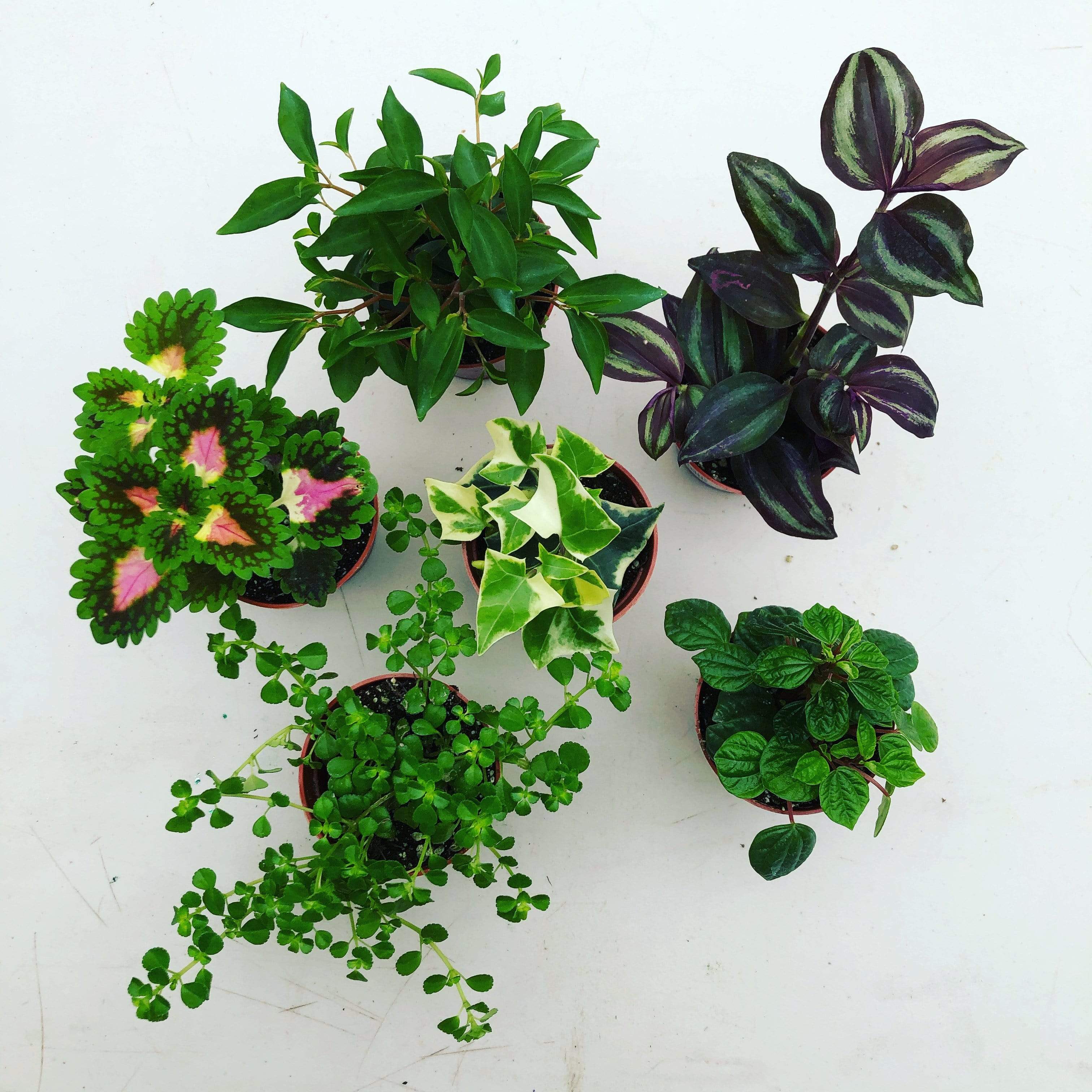 Foliage Gift Box, 4 Pack
