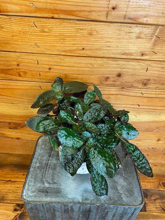 Hemigraphis alternata Purple Waffle, 6" Plant