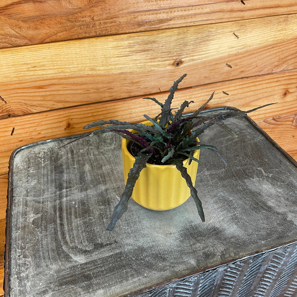 Hemigraphis Dragon's Tongue, 2" Plant