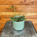 Hoya CV Optimistic, 4" Plant